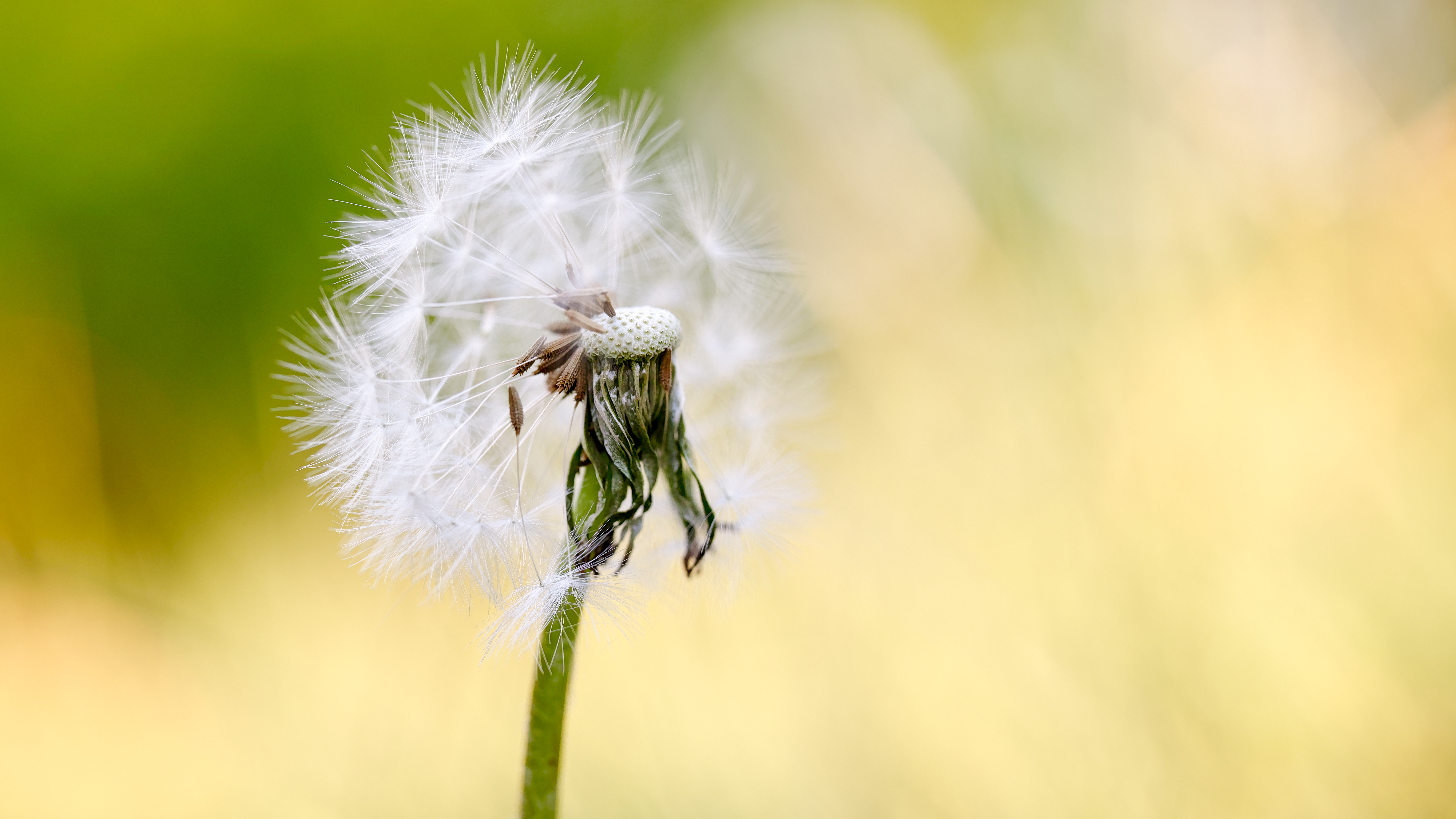Sigma art macro. Sigma 70 2.8 macro. Sigma af 70-300mm f/4-5.6 DG macro Canon EF. Фотография Макромир. Победитель фотоконкурса макро.