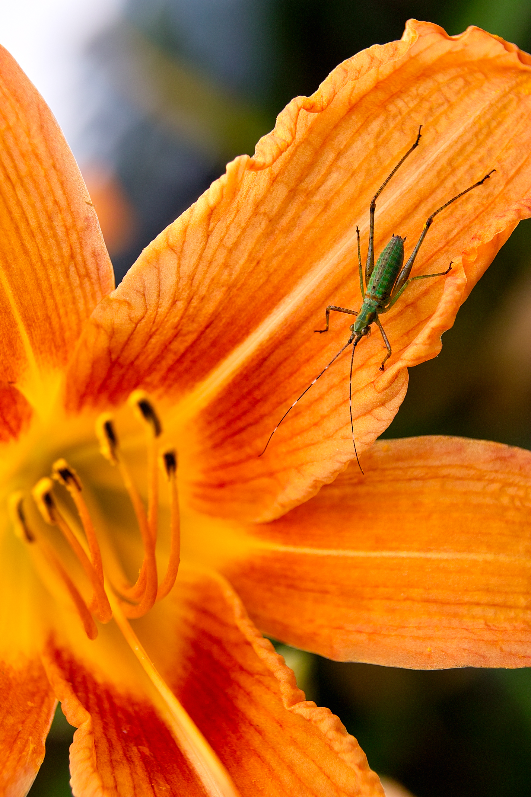 撮影サンプル | 18-250mm F3.5-6.3 DC MACRO OS HSM | レンズ 撮影サンプル | 18-250mm F3.5-6.3 DC MACRO OS HSM | レンズ