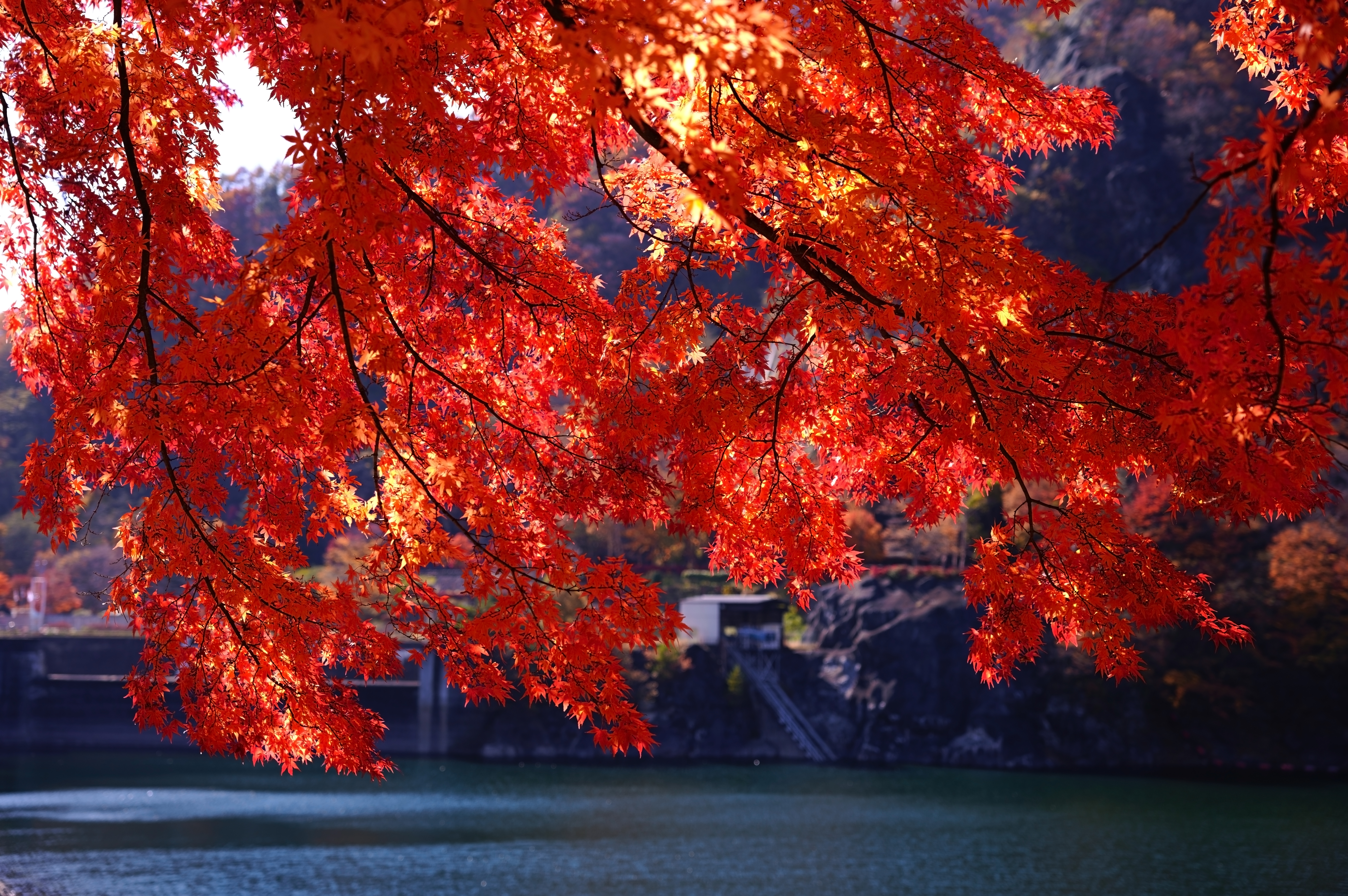 第310回 秋の西沢渓谷 / Nishizawa Gorge in Autumn | 押本龍一