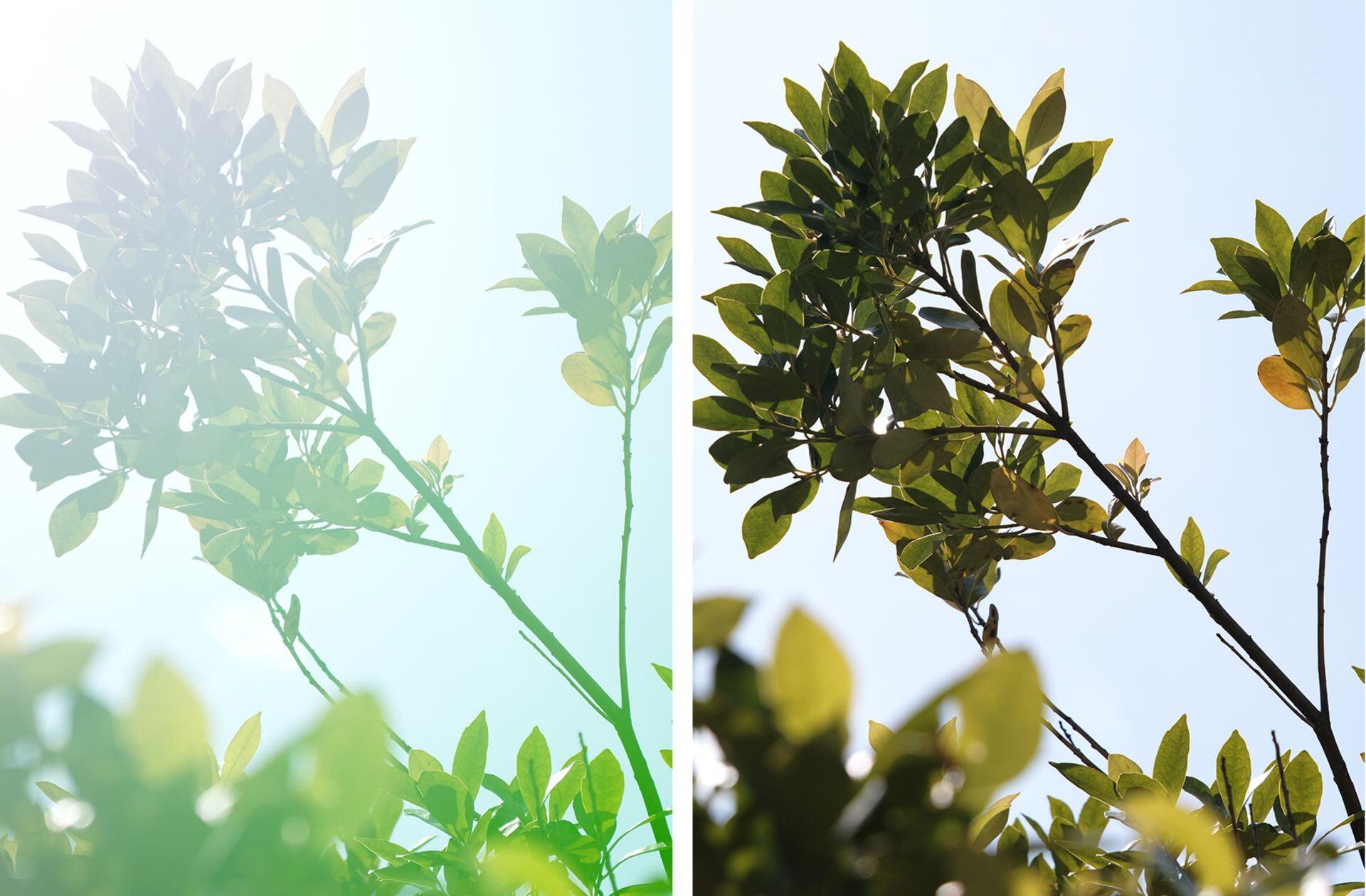 特長 | 17-50mm F2.8 EX DC OS HSM | レンズ | SIGMA | 株式会社 特長 | 17-50mm F2.8 EX DC OS HSM | レンズ | SIGMA | 株式会社