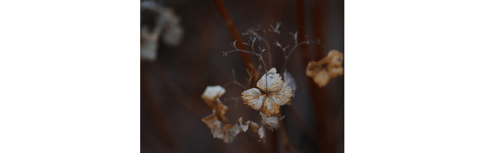 特長 | 135mm F1.8 DG HSM | Art | レンズ | SIGMA | 株式会社シグマ 特長 | 135mm F1.8 DG HSM | Art | レンズ | SIGMA | 株式会社シグマ