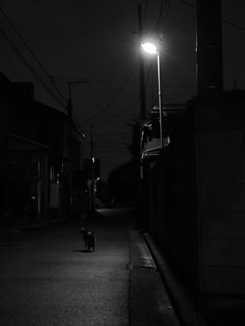 P1253669 - ken oma.JPGのサムネイル画像