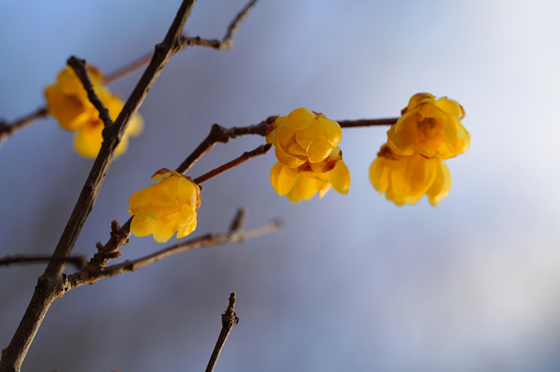 まさに旬 ロウバイ 蝋梅 花いっぱいの特大株 2注意事項確認ください