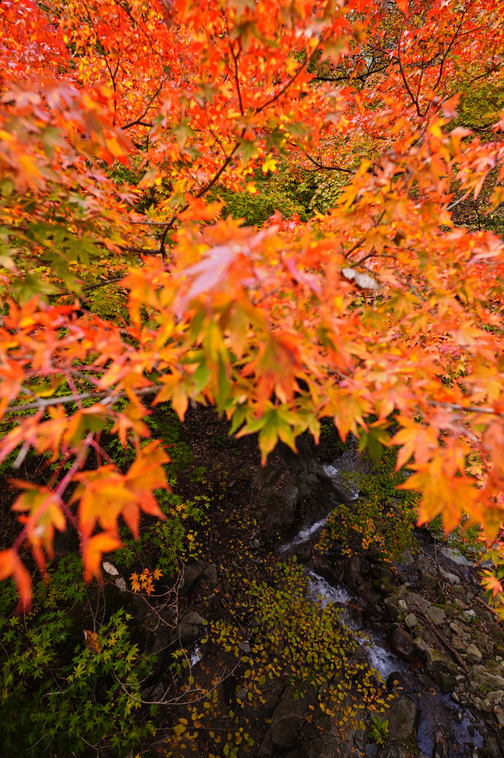 端渓 第310回 秋の西沢渓谷 / Nishizawa Gorge in Autumn | 押本龍一「私の