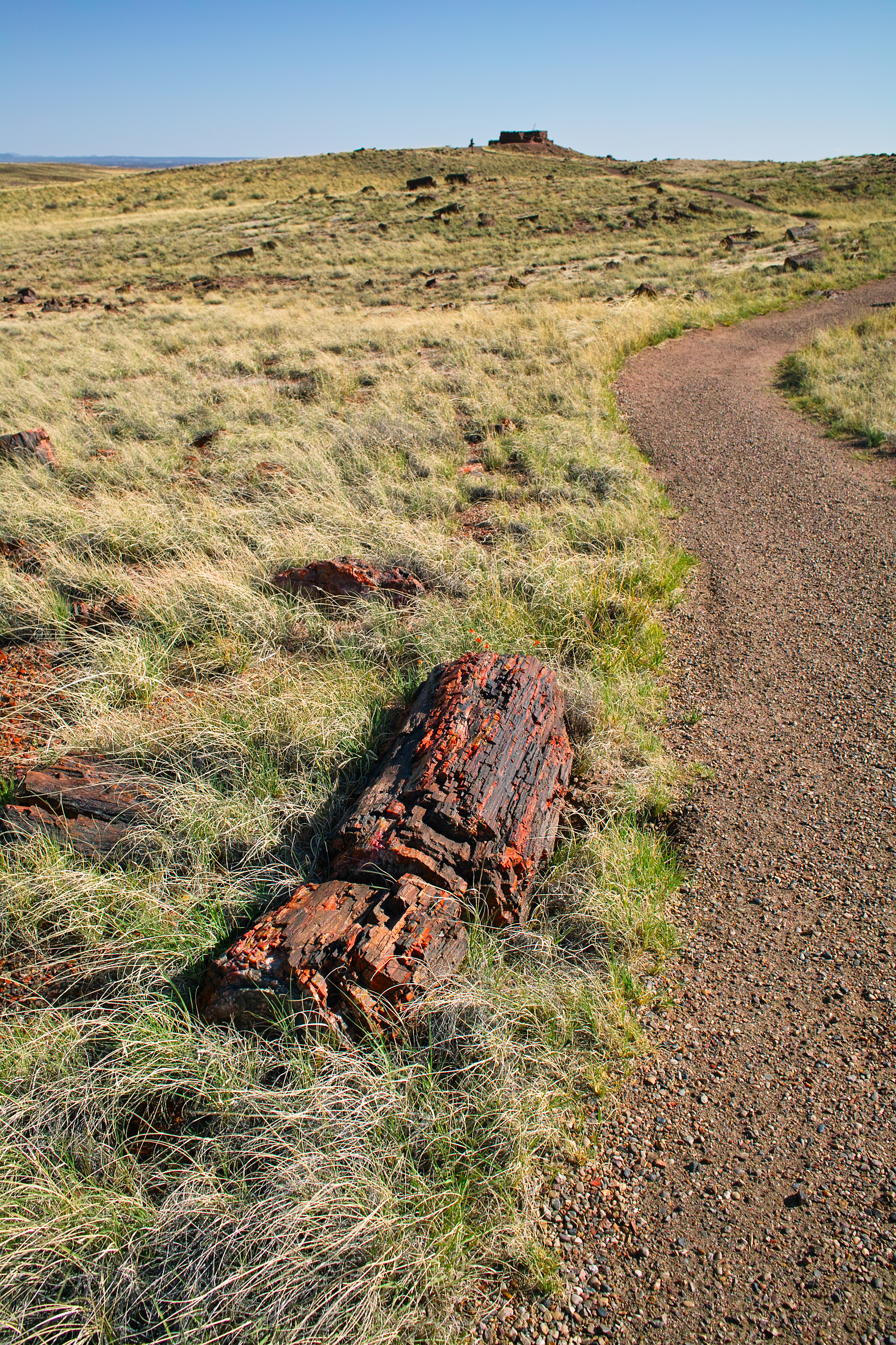 押本龍一 私の出会う光景 第35回 化石の森国立公園 Petrified Forest National Park 株式会社シグマ