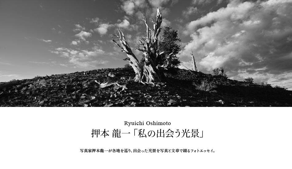 第66回：ホワイト山脈、ブリッスルコーン・パインの森へ（後編）